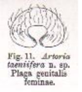 Image of Artoria taeniifera Simon 1909