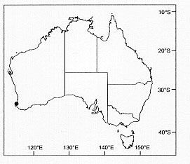 Image of Artoria taeniifera Simon 1909