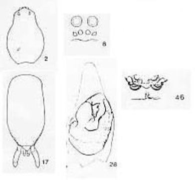 Image of Anomalosa kochi (Simon 1898)