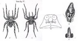 Слика од <i>Orinocosa stirlingae</i>