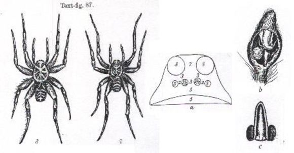 Image de <i>Orinocosa stirlingae</i>