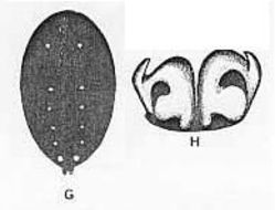 Image de Trochosa glarea McKay 1979