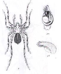 Image de Artoria lineata (L. Koch 1877)