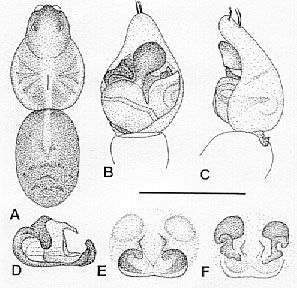 Image de Artoria lineata (L. Koch 1877)