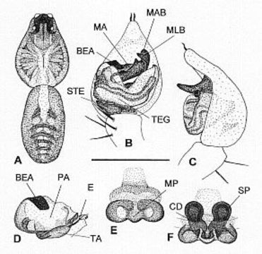 Image of Artoria albopedipalpis Framenau 2002