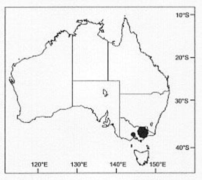 Image of Artoria albopedipalpis Framenau 2002