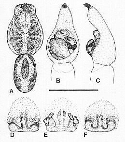 Image of Venatrix esposica Framenau & Vink 2001