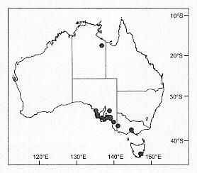 Image of Venatrix esposica Framenau & Vink 2001