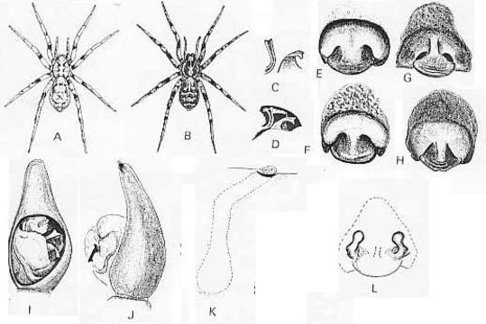 Image of Lycosa ariadnae McKay 1979