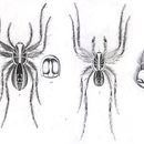 Image of Allocosa obscuroides (Strand 1906)