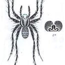 Image of Mainosa longipes (L. Koch 1878)