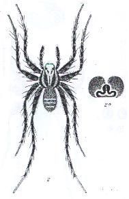 Imagem de Mainosa longipes (L. Koch 1878)