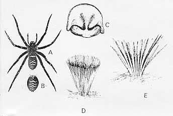 Imagem de Mainosa longipes (L. Koch 1878)