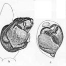 Image of Tetralycosa alteripa (McKay 1976)