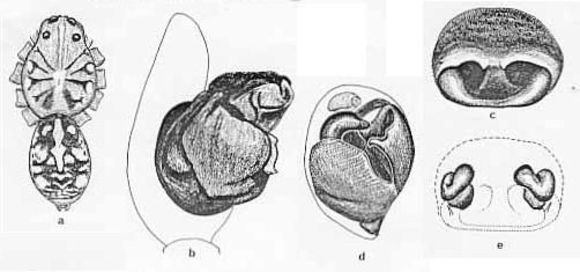 Слика од Tetralycosa alteripa (McKay 1976)