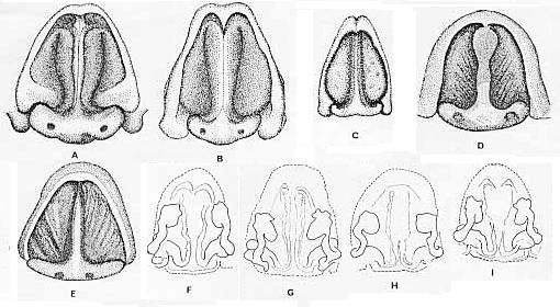 Image of <i>Lycosa leuckarti</i>