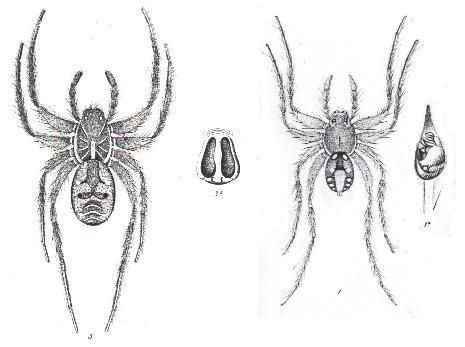 Image of <i>Lycosa leuckarti</i>