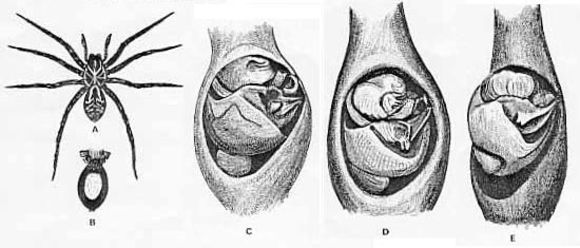 Image of <i>Lycosa leuckarti</i>