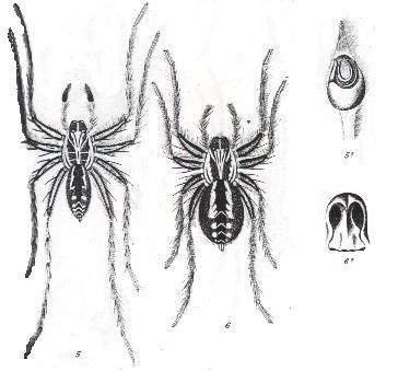 Image de Dingosa serrata (L. Koch 1877)