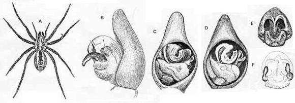 Imagem de Dingosa serrata (L. Koch 1877)