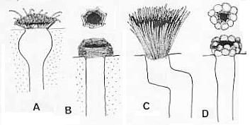 Image de Dingosa serrata (L. Koch 1877)