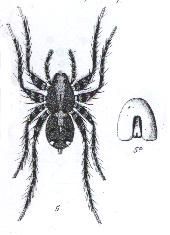 Image de Artoria berenice (L. Koch 1877)