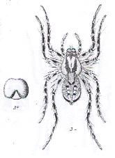Image de Artoria berenice (L. Koch 1877)