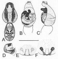 Image of Artoria berenice (L. Koch 1877)