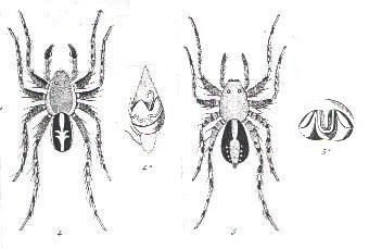 Image de Artoriopsis expolita (L. Koch 1877)