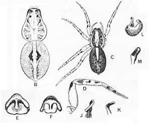 Image de Artoriopsis expolita (L. Koch 1877)