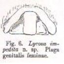 Image de Artoria impedita (Simon 1909)