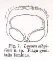 Image de Tetralycosa oraria (L. Koch 1876)