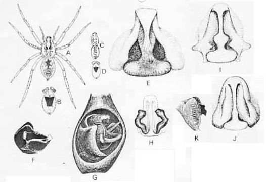 Image de Tetralycosa oraria (L. Koch 1876)