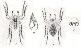 Image de Tetralycosa oraria (L. Koch 1876)
