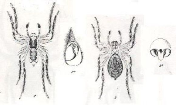 Image of Tetralycosa oraria (L. Koch 1876)