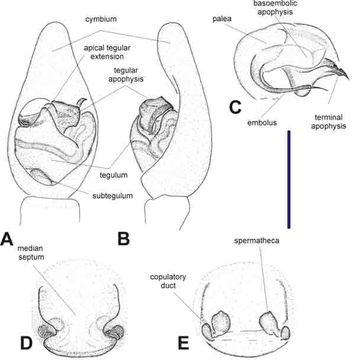 Image of Diahogna hildegardae Framenau 2006