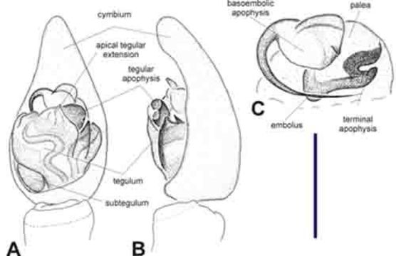 Image of Diahogna pisauroides Framenau 2006