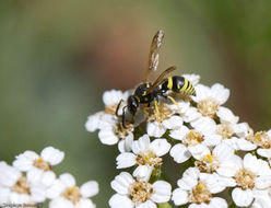 Image of Achillea