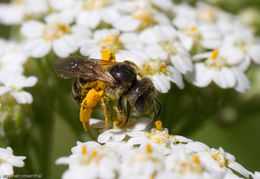 Image de Achillea