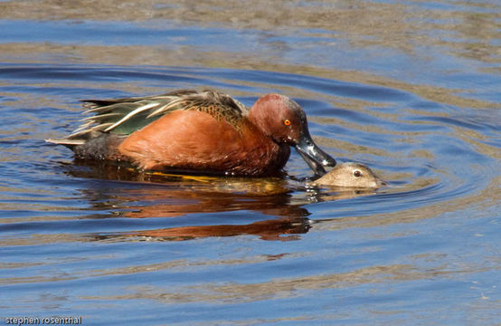 Image of <i>Anas cyanoptera</i>