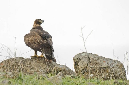 Image of <i>Aquila chysaetos</i>