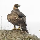 Image of <i>Aquila chysaetos</i>