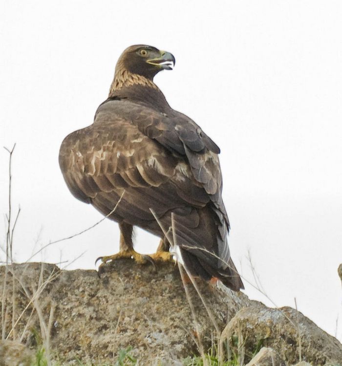 Image de <i>Aquila chysaetos</i>