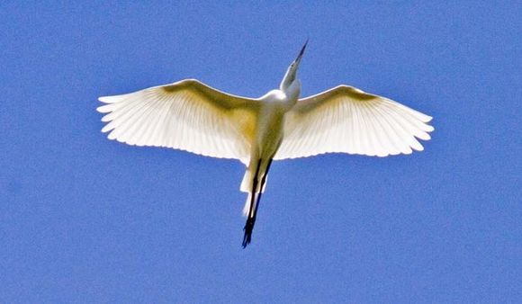 Image of Great Egret