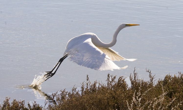 Image of Great Egret