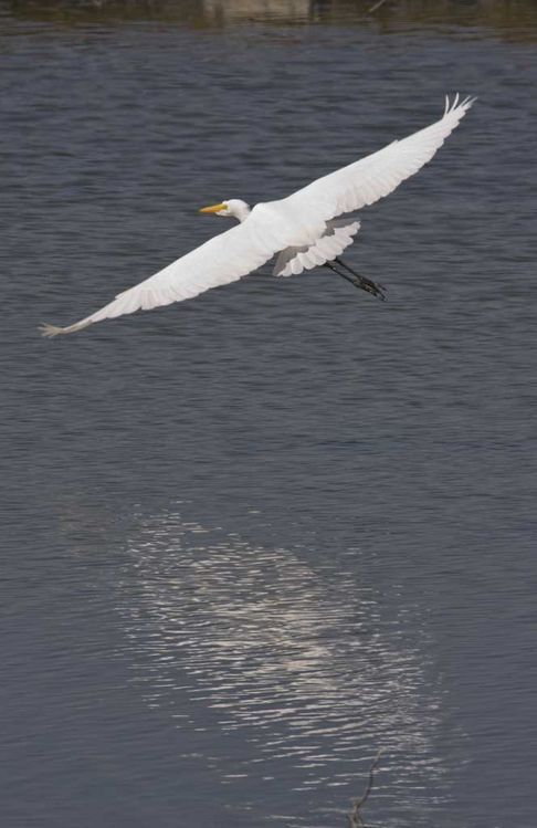 Image of Great Egret