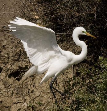 Image de Grande Aigrette