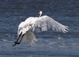 Image of Great Egret