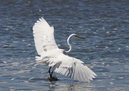 Image of Great Egret