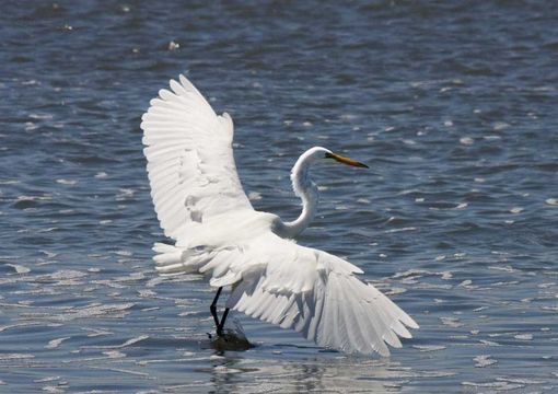 Image of Great Egret